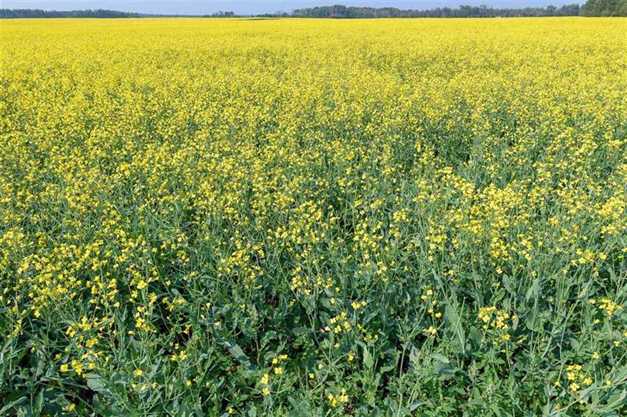 canola plant field